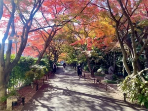 高円寺さんぽ　紅葉が映える散歩道